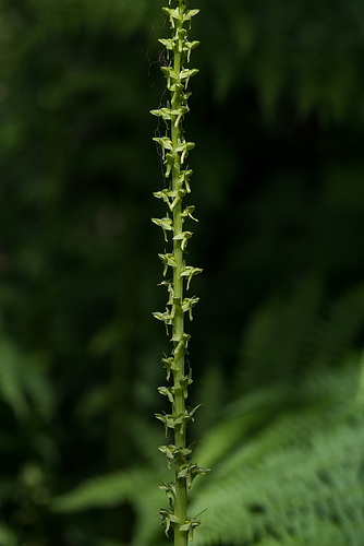 Platanthera stricta (Slender Bog orchid)