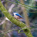 Nuthatch31