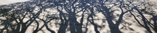 tree shadow
