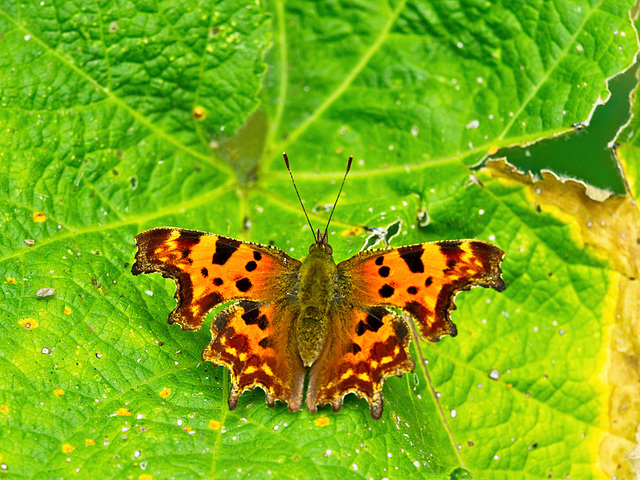 Comma Butterfly (+PiP)