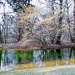 Blühender Haselstrauch (Corylus avellana) im Fischlpark