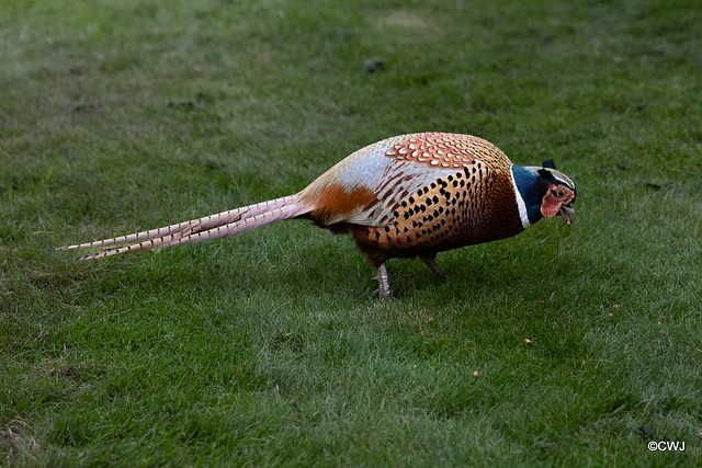 The Orchard Cock Pheasant