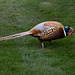 The Orchard Cock Pheasant