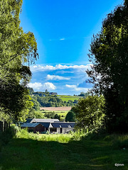 Early morning summer sunshine in the Rafford Woods