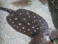 Leopold-Stechrochen (Tropenaquarium Hagenbeck)