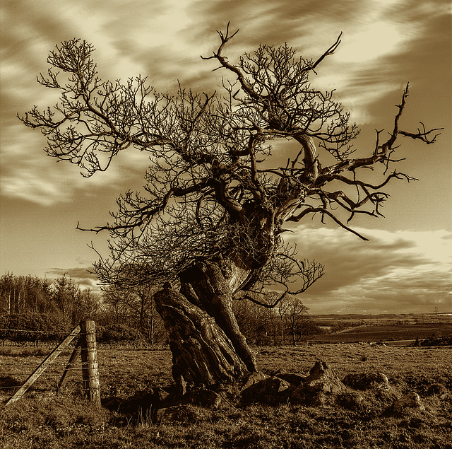 The old chestnut The old chestnut