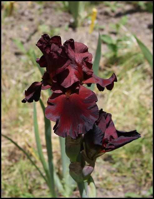 Iris War Chief