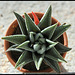 Haworthia limifolia fa striata (3)