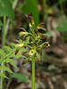 Aplectrum hyemle (Puttyroot orchid)