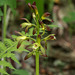 Aplectrum hyemle (Puttyroot orchid)