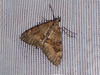 1768 Thera obeliscata (Grey Pine Carpet)