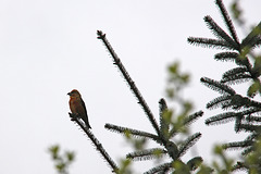 A male Crossbill