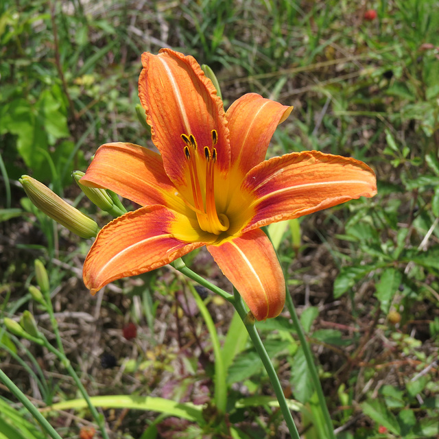 Daylily flower