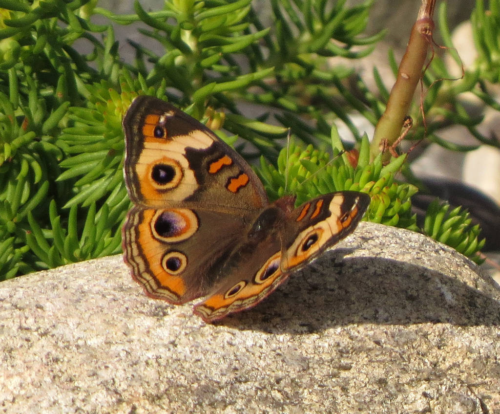 Buckeye (Junonia coenia)