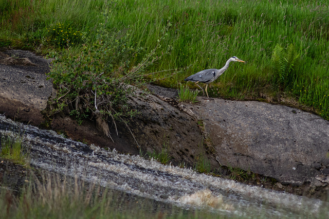 Grey Heron