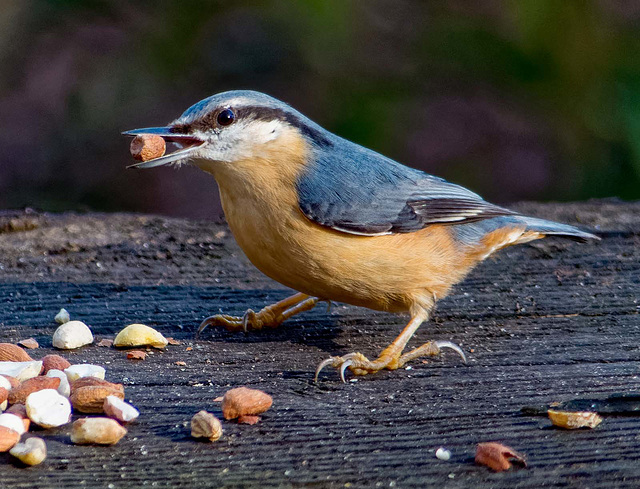 Nuthatch32