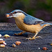 Nuthatch32