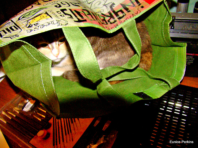 Cat In A Bag.