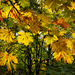 Big Leaf Maple Leaves