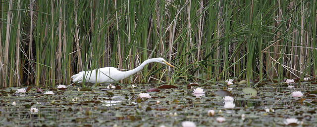 l'aigrette