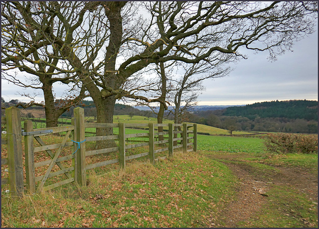 ''A Happy fence Friday'' from the 'Moss valley' > Dj.