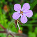 20230513 0112CPw [D~LIP] Stinkender Storchschnabel (Geranium robertianum agg), Bad Salzuflen