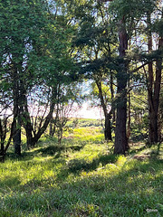 Early morning summer sunshine in the Rafford Woods