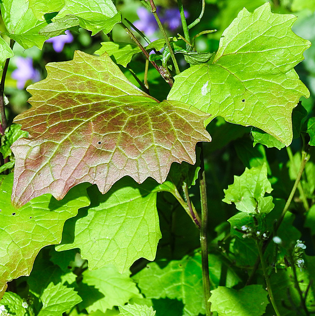 20240608 0358CPw [D~LIP] Knoblauchsrauke (Alliaria petiolata) BS