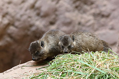 Babyschliefer! <3 (Tropenaquarium Hagenbeck)