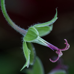 automne ..... avec un tout p'tit - vraiment tout p'tit - truc en plus automne ..... avec un tout p'tit - vraiment tout p'tit - truc en plus