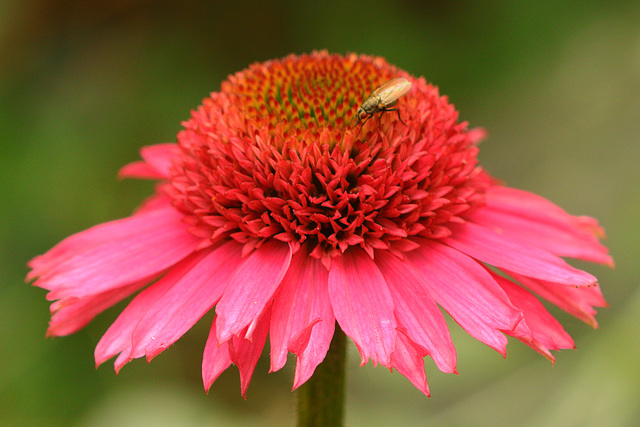Landeplatz Landeplatz