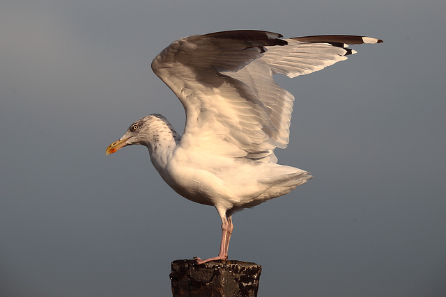 IMG 0872 Gull dpp