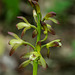 Aplectrum hyemle (Puttyroot orchid)