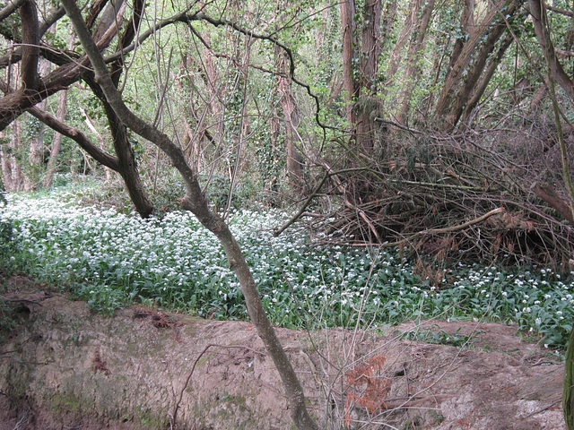 The wild garlic was lining the river