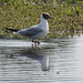 20170615 1880CPw [D~MS] Lachmöwe (Larus ridibundus), Rieselfelder Münster