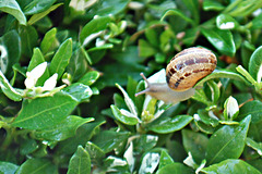 Snail