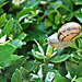 Snail