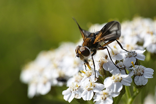 Raupenfliege