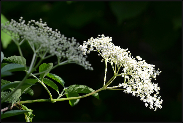 Sambucus