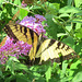 Canadian Swallowtail