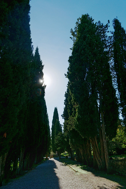 Allée de cyprès