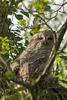 Nestling Owl 01