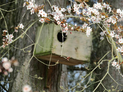 Vogelhäuschen