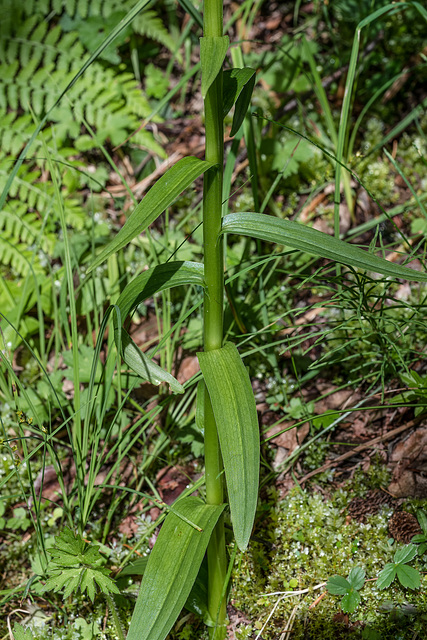 Platanthera stricta (Slender Bog orchid)