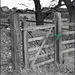 Ye' old gate,.. featuring the world renowned blue cord.