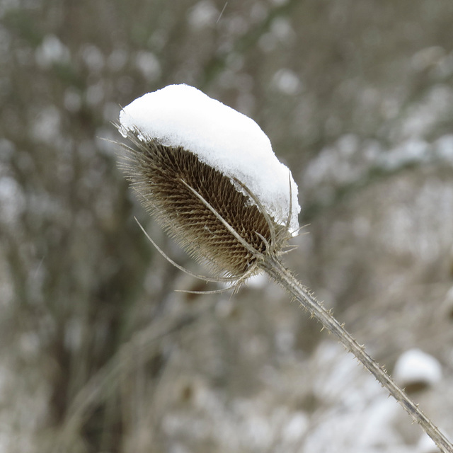 Teasel with snow