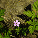 20230513 0113CPw [D~LIP] Stinkender Storchschnabel (Geranium robertianum agg), Bad Salzuflen