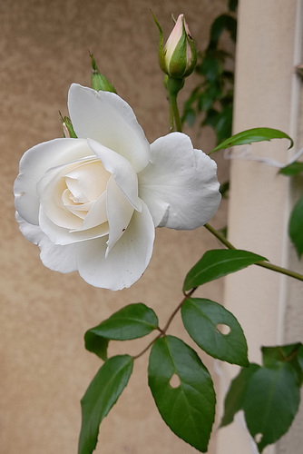 Rose blanche chez mon fils***************