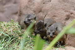 Babyschliefer (Tropenaquarium Hagenbeck)