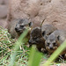 Babyschliefer (Tropenaquarium Hagenbeck)